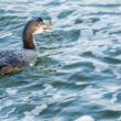 Plongeon imbrin avalant un crabe